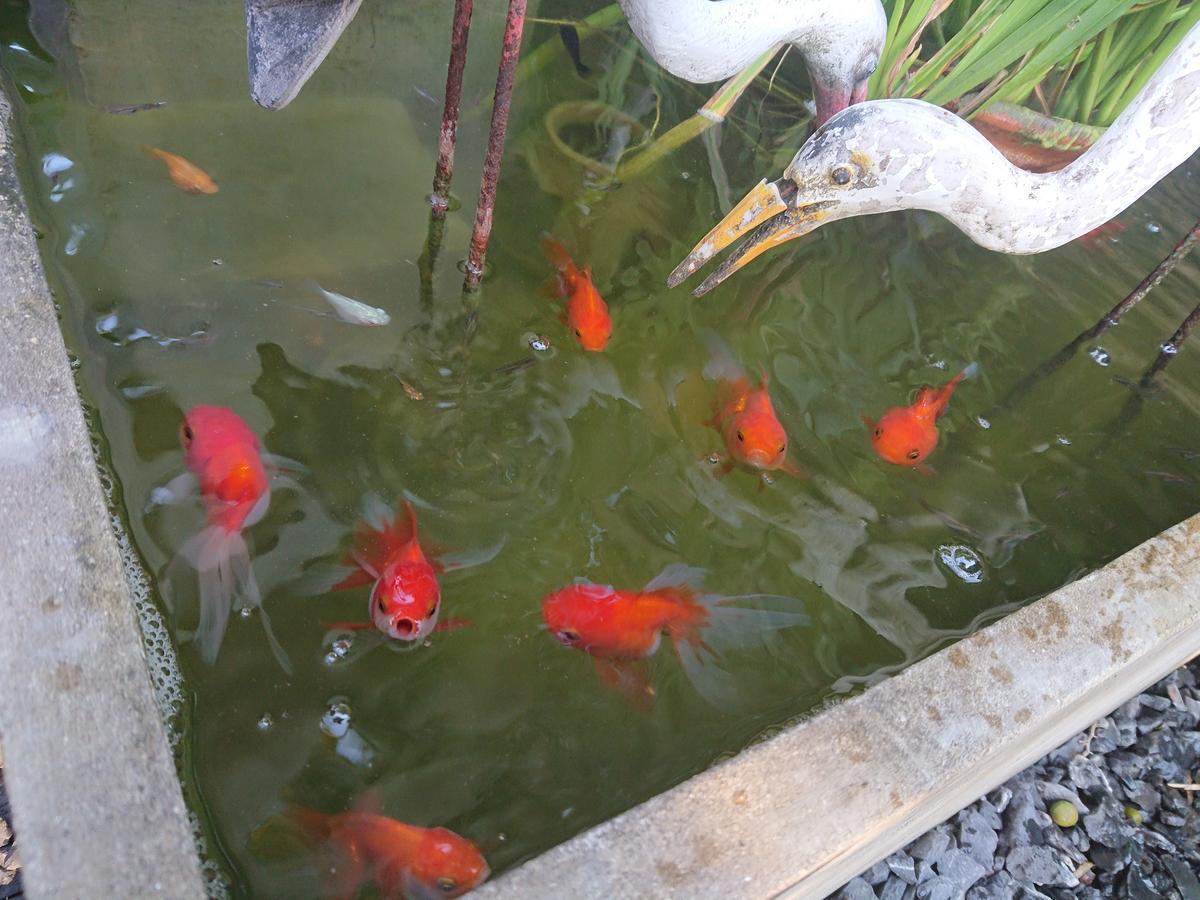 Lopburi Palm Resort Екстер'єр фото